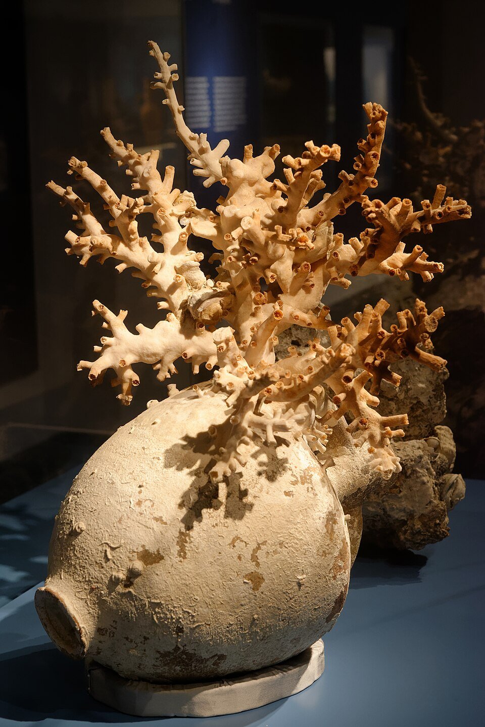 Roman amphora recovered from the Levanzo I shipwreck in Sicily